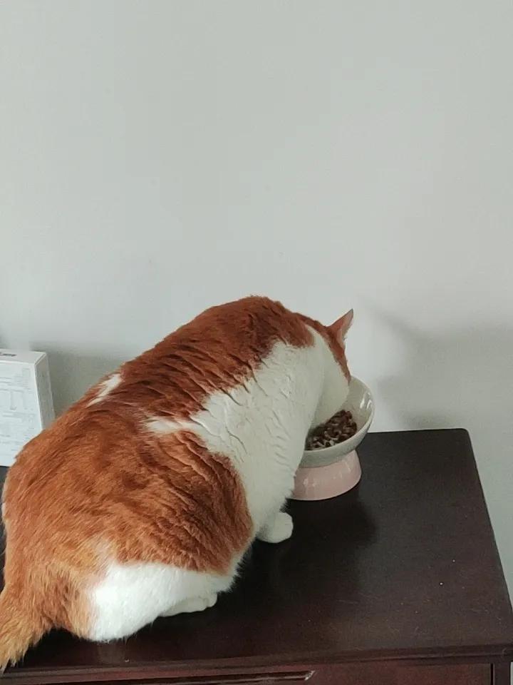 萌宠日常：橘白相间的猫咪在享受美食