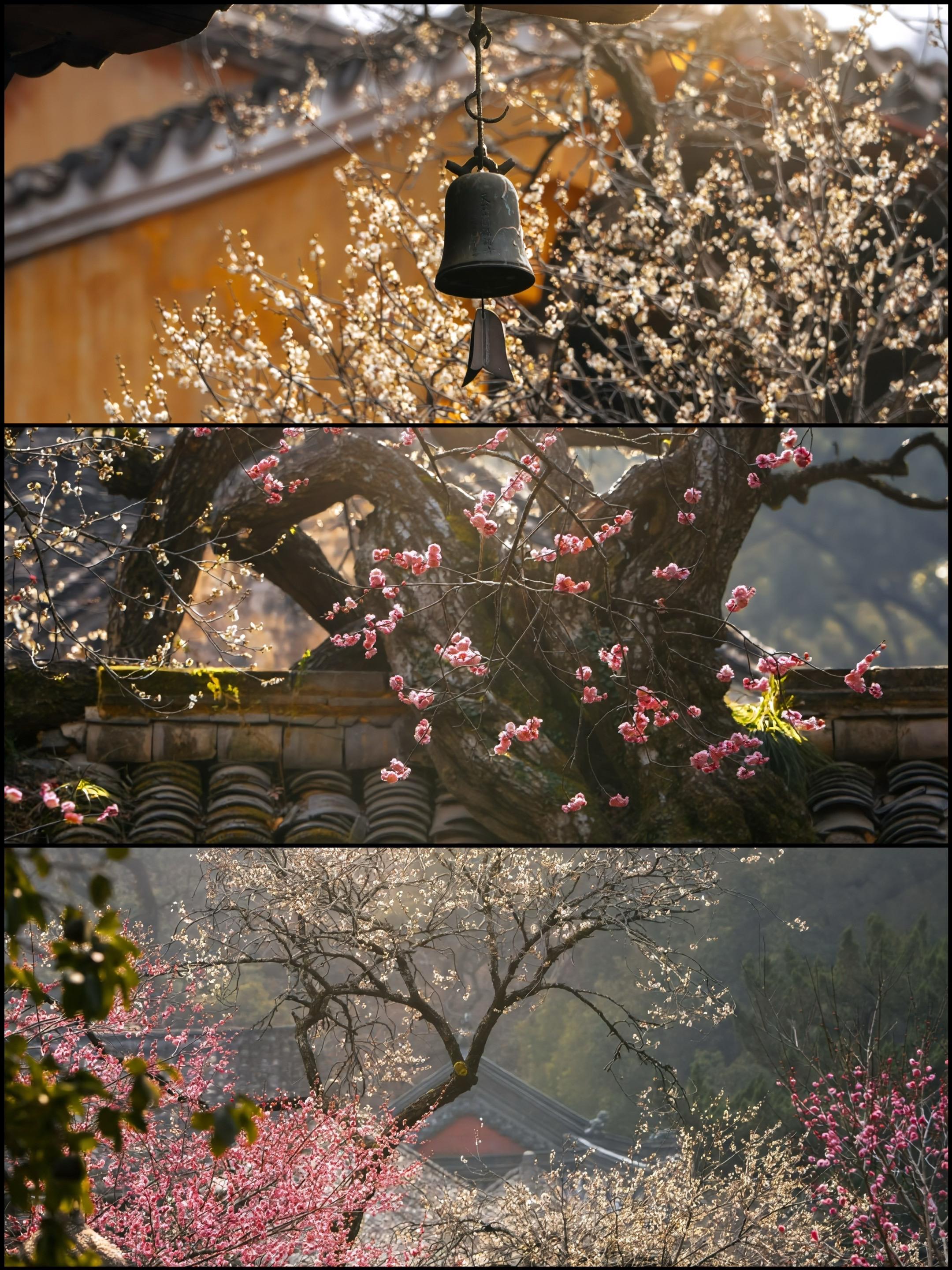 国清寺，一梅香透十四朝！奔赴天台国清寺，恰逢1400岁隋梅开花期！古梅...