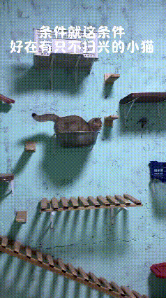 咱东北养猫主打一个接地气，穷有穷的养法，富有富的养法！没啥高端猫爬架，就用家里不