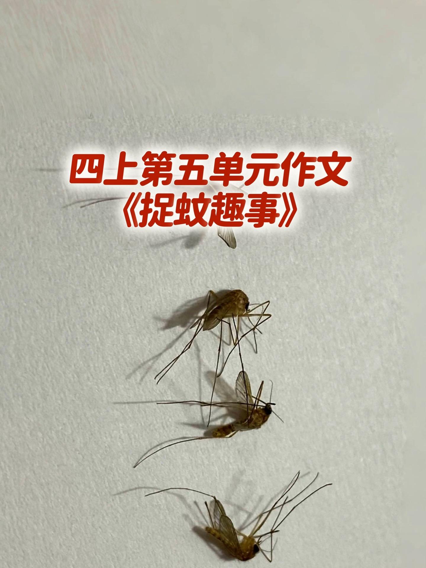 《捉蚊趣事》 优秀范文。宝妈们，小学四年级上册第五单元作文《捉蚊趣事》