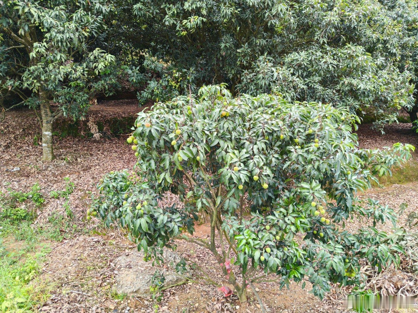 来果园采风，发现有荔枝开始红了