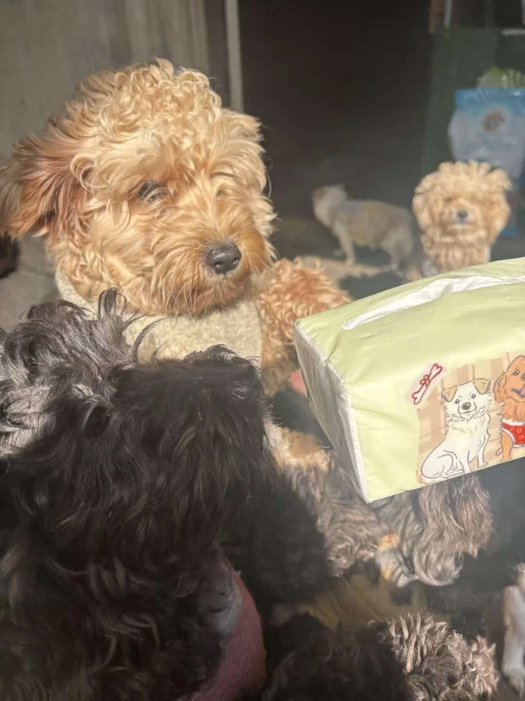 义卖抽纸垃圾袋等给宝宝们换年夜饭！