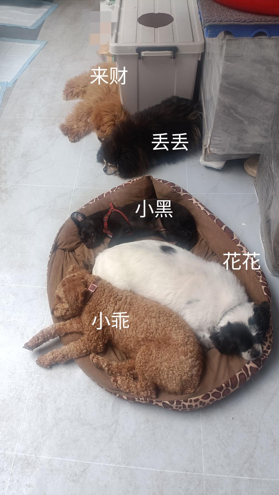 难得五只狗同框，安静的睡在院子里，连最调皮的来财和小黑都扛不住睡着了，它俩早已忘
