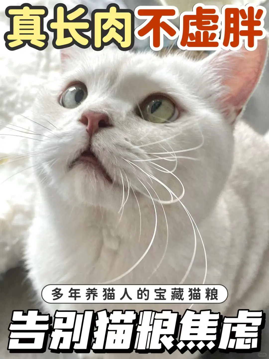 真长肉不虚胖！这款猫粮值得一冲！