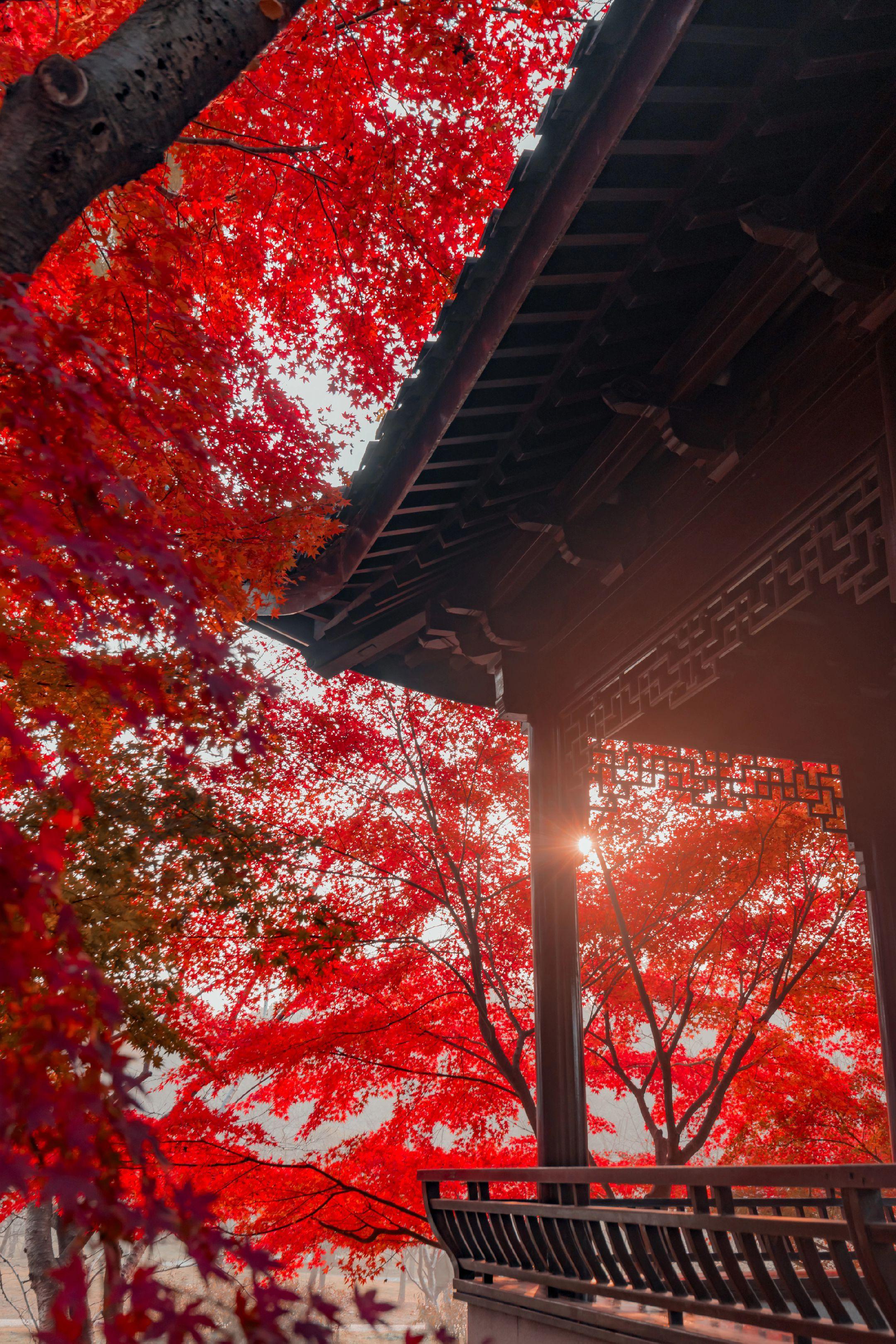 这大概是金陵秋天最浪漫的中式美学。