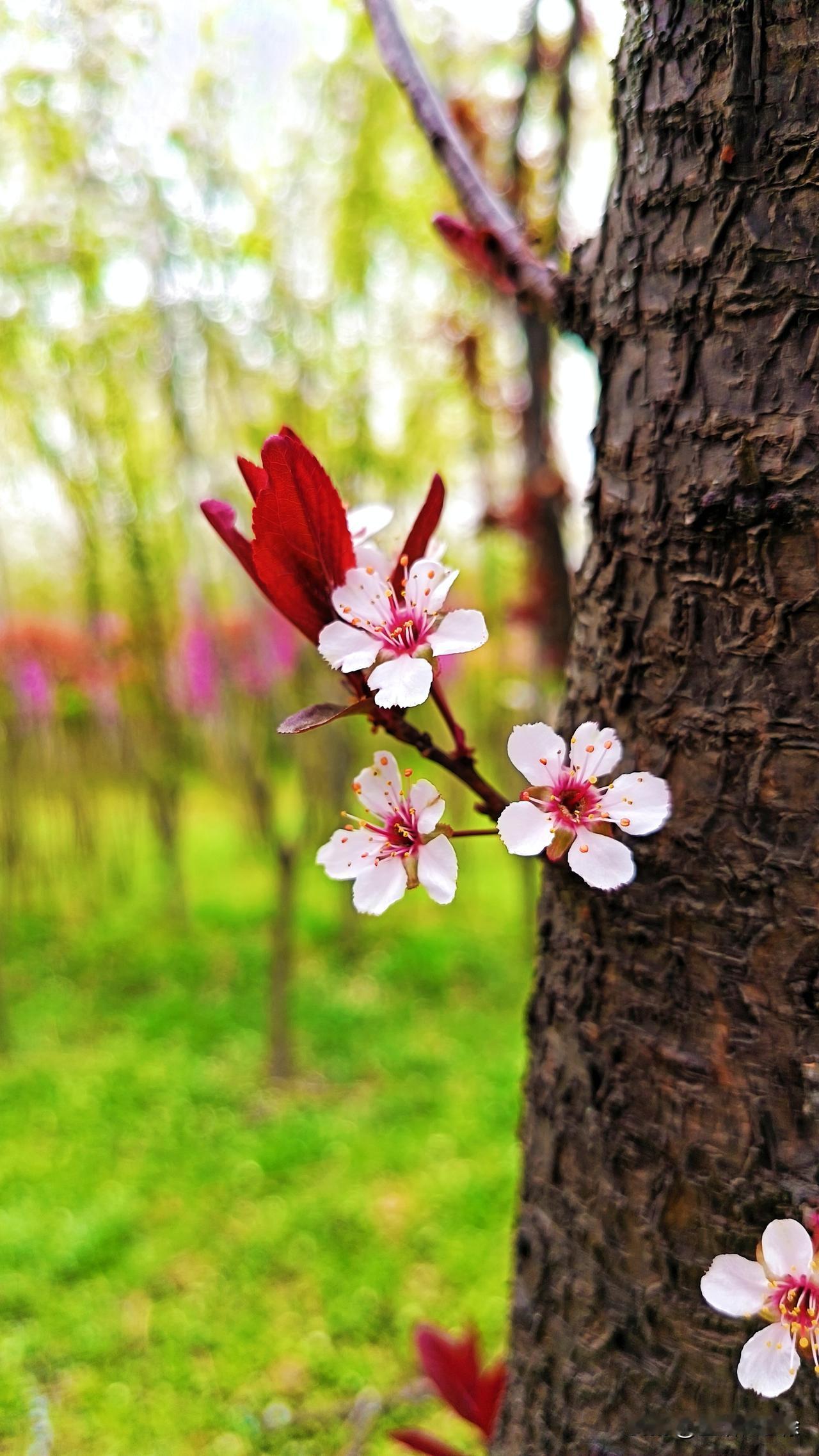 莫氏鸡煲的火爆，得到了广大网友一致好评，而同样是中医界的中医人，却很难火爆，根本