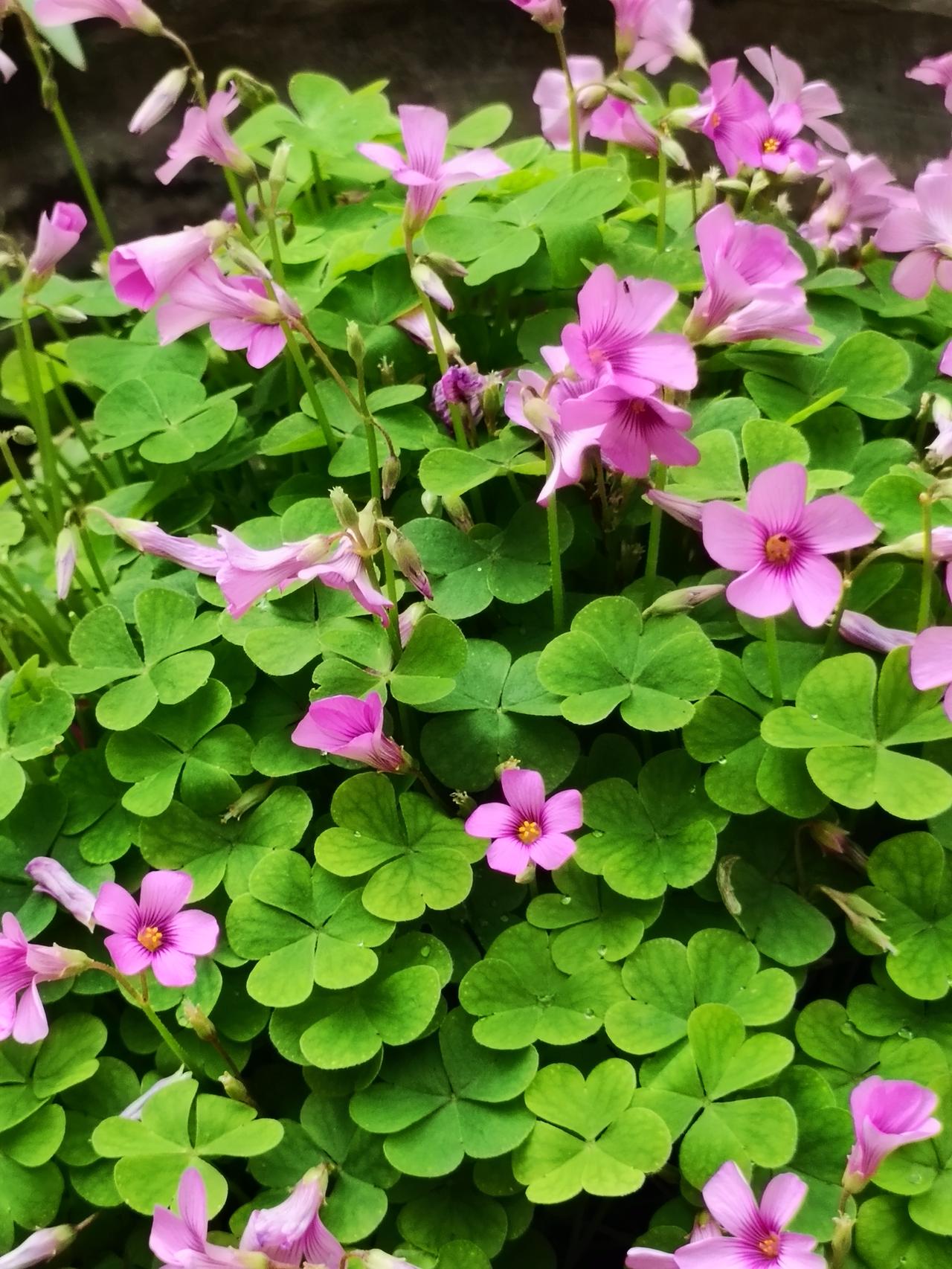 酢浆草粉花点点，铺满细碎欢喜；石榴花灼灼盛放，晕染一腔热烈。
枝叶舒展，绿意盎然