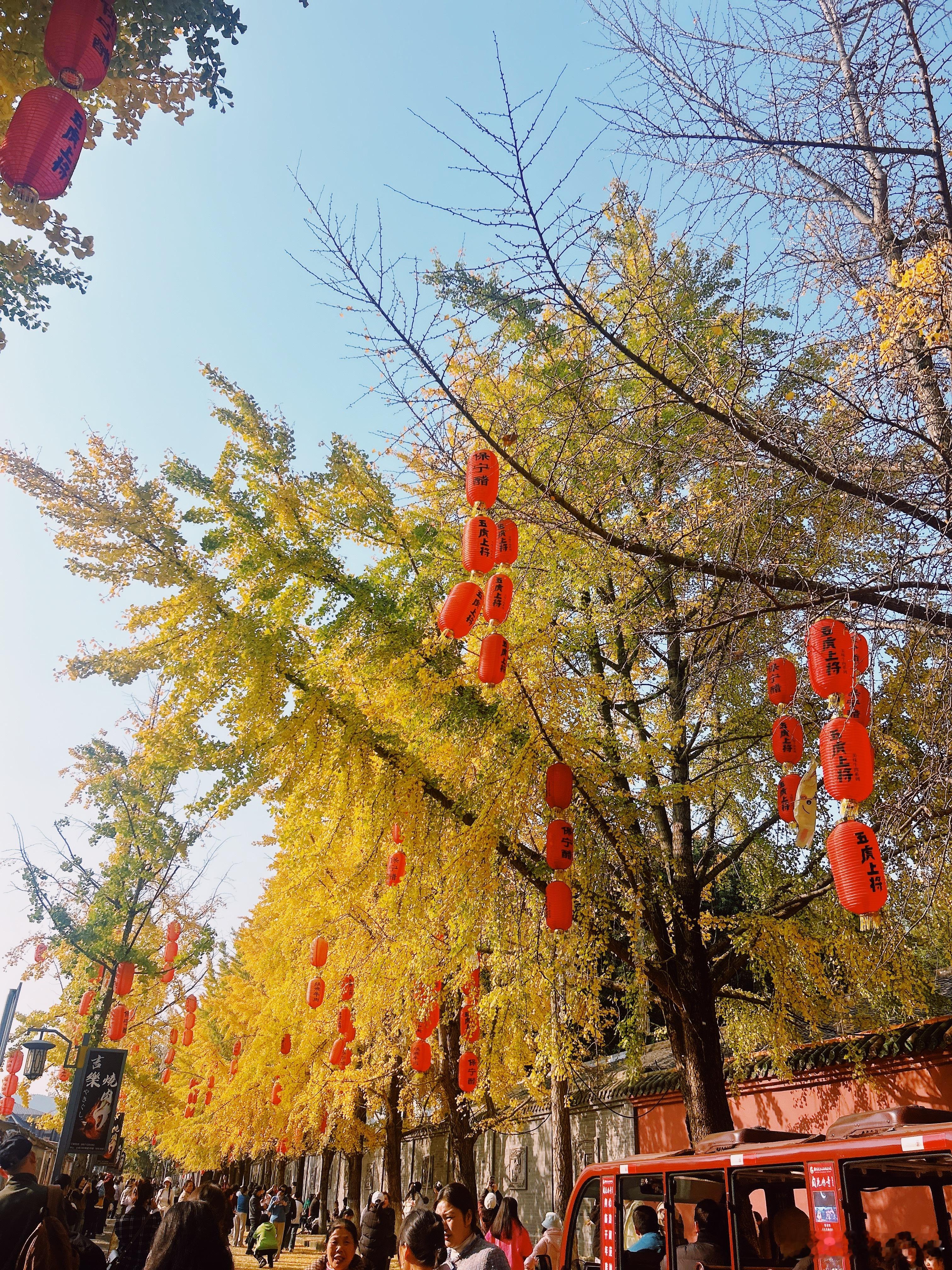 古城里的银杏就悄悄黄了忍不住放慢脚步抬头看看那满树的金黄阳光好的时候银杏叶在阳光