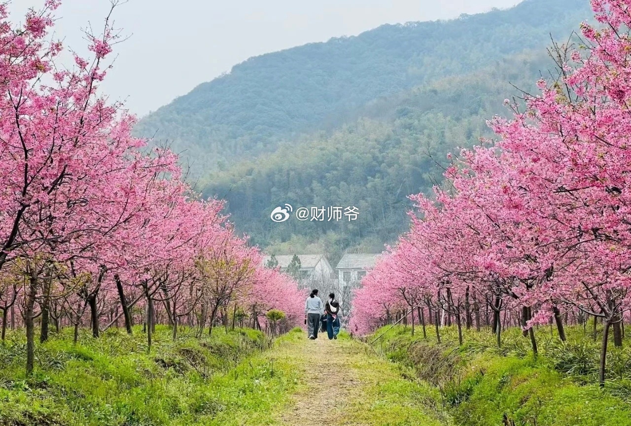 “樱花季”，连绍兴的公交车站都变成这样的了。