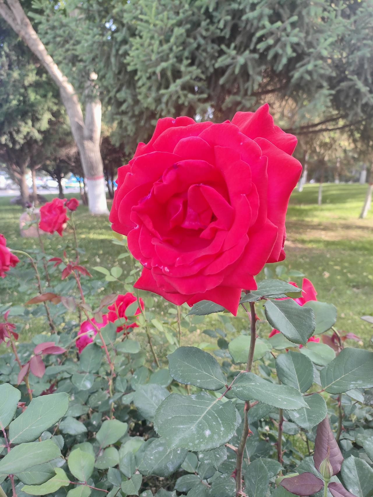这花艳得晃眼——花瓣是那种把春天揉碎了的玫红，裹着点粉调，开得太泼辣，连花苞都带