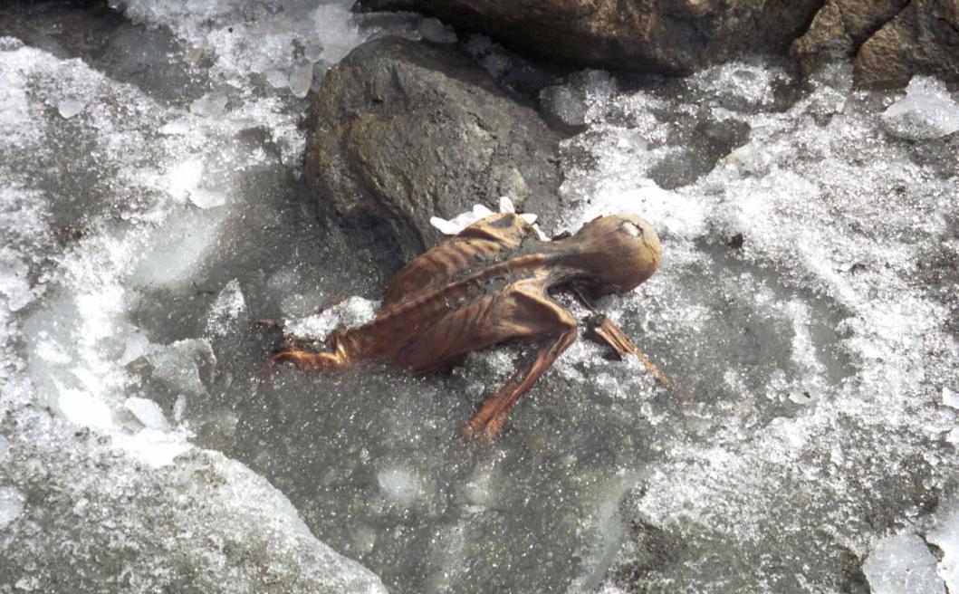 1991年，一对夫妻攀登3000米的阿尔卑斯山时，发现了一个趴在雪中的冰人，他右