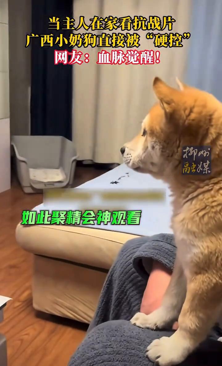 当主人在家看抗战片，广西小奶狗直接被"硬控"。网友：血脉觉醒！
柳州融媒。
如此