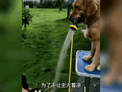 这狗子也太懂事了，接下来就看它主人是不是也懂事了