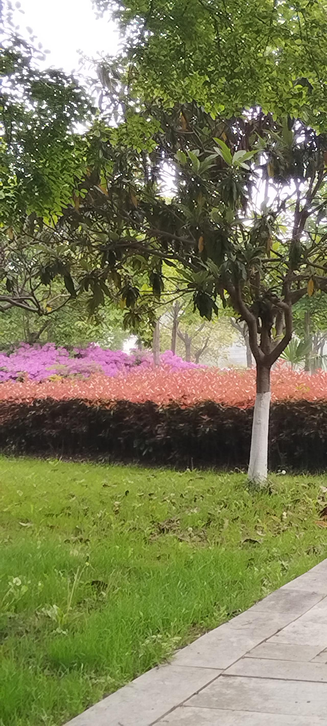 随拍公园花草树木