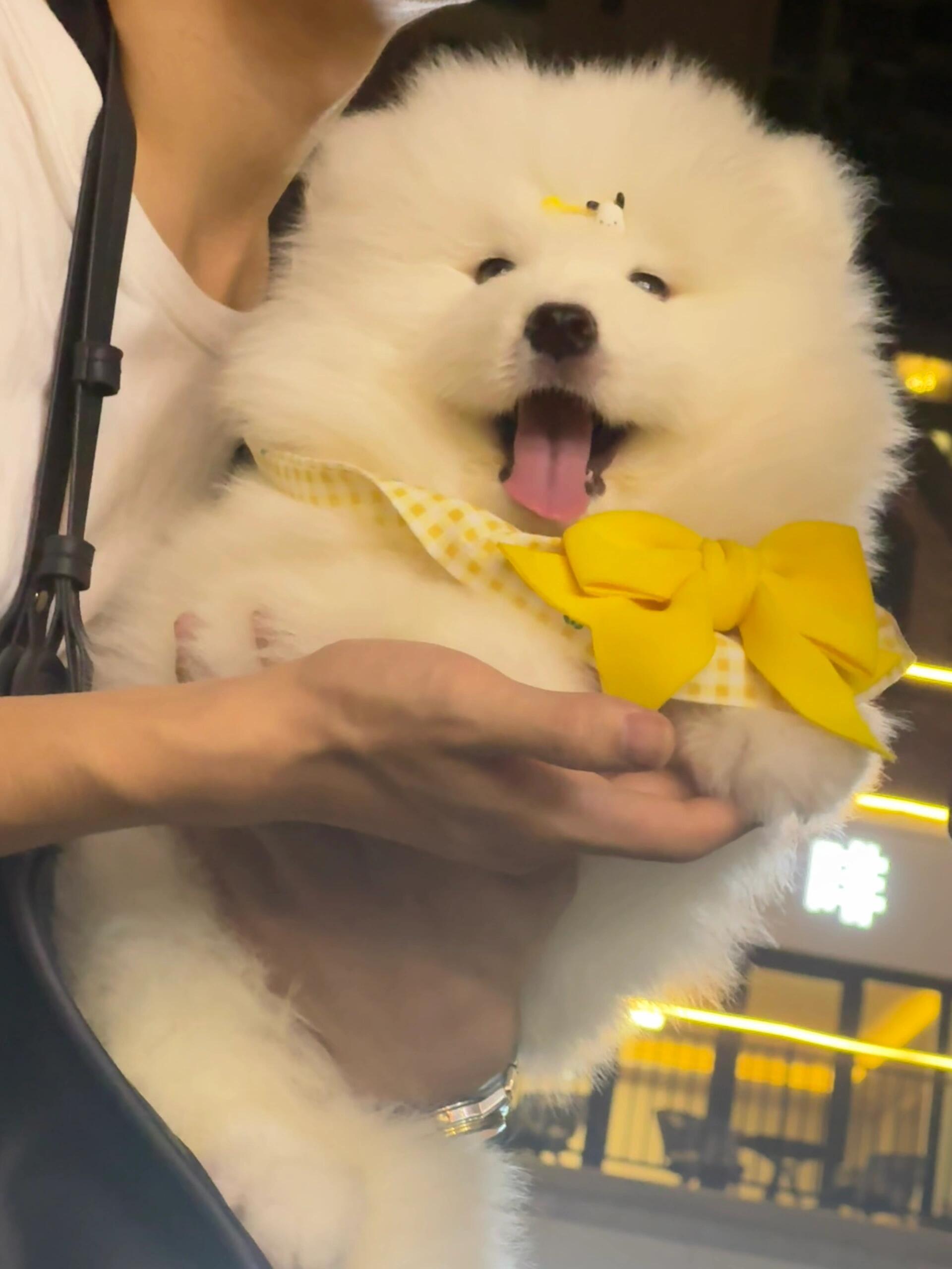 萨摩耶：麻麻说我是她的掌上明珠 ​​​