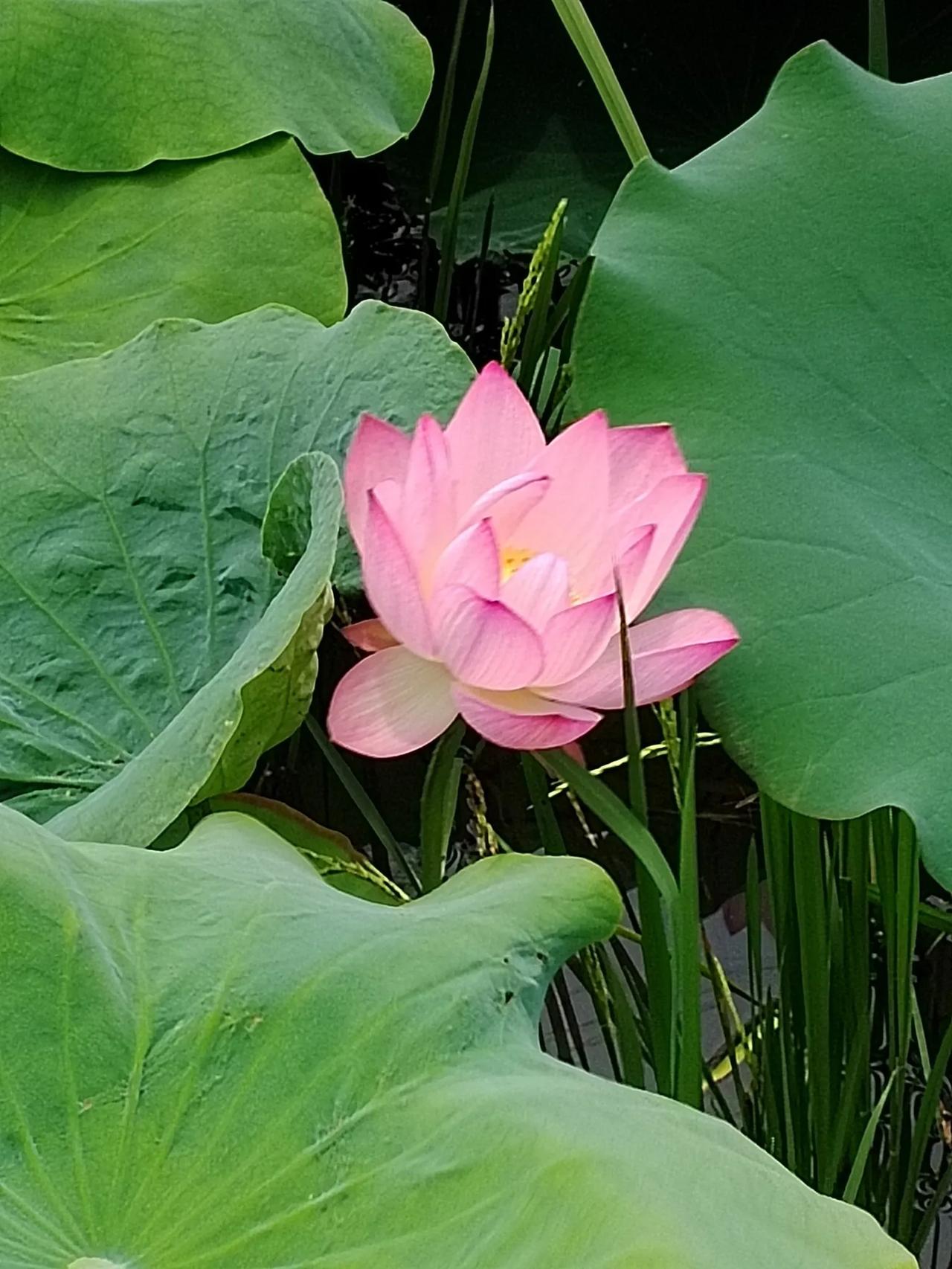 观荷.母亲节有思
荷怜有子花间靠，照水晴柔三两绕。
念得将来碧满池，浊泥身下根蒂