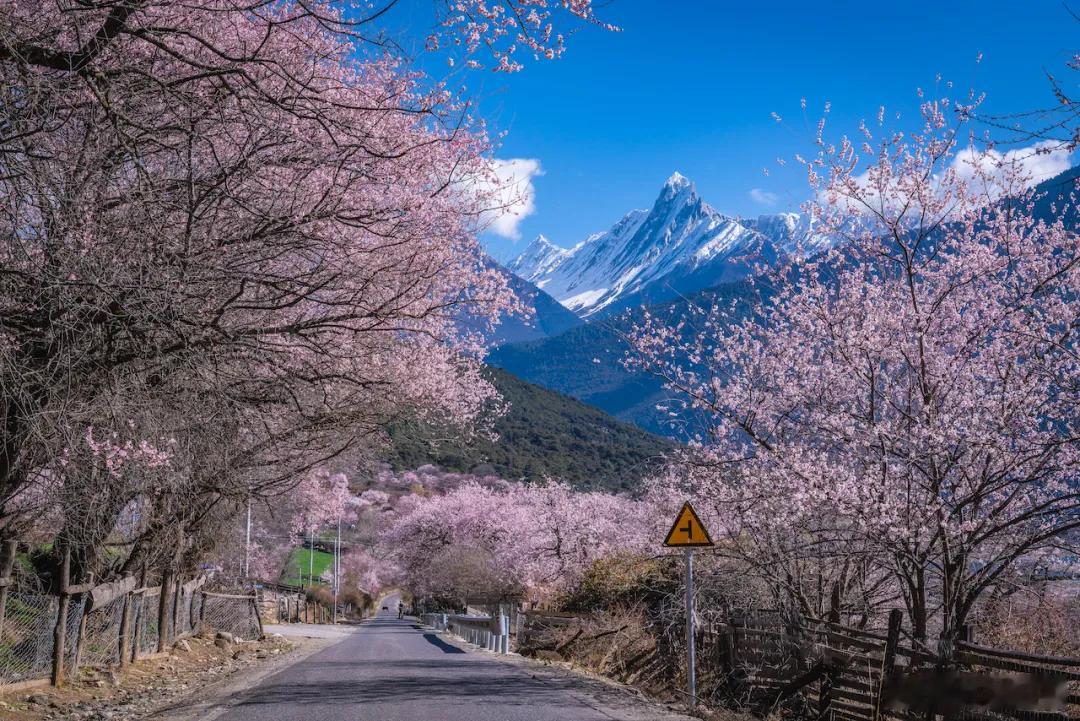 谁能拒绝春天的波密啊 西藏文旅资讯 春日的波密是雪山与桃花的浪漫交响是杜鹃与江流