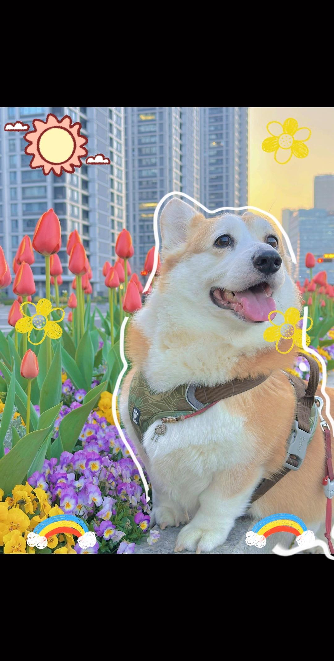 快来和我一起闻闻春天的味道。好喜欢春天，是甜甜的味道！出来就是香香小狗啦～