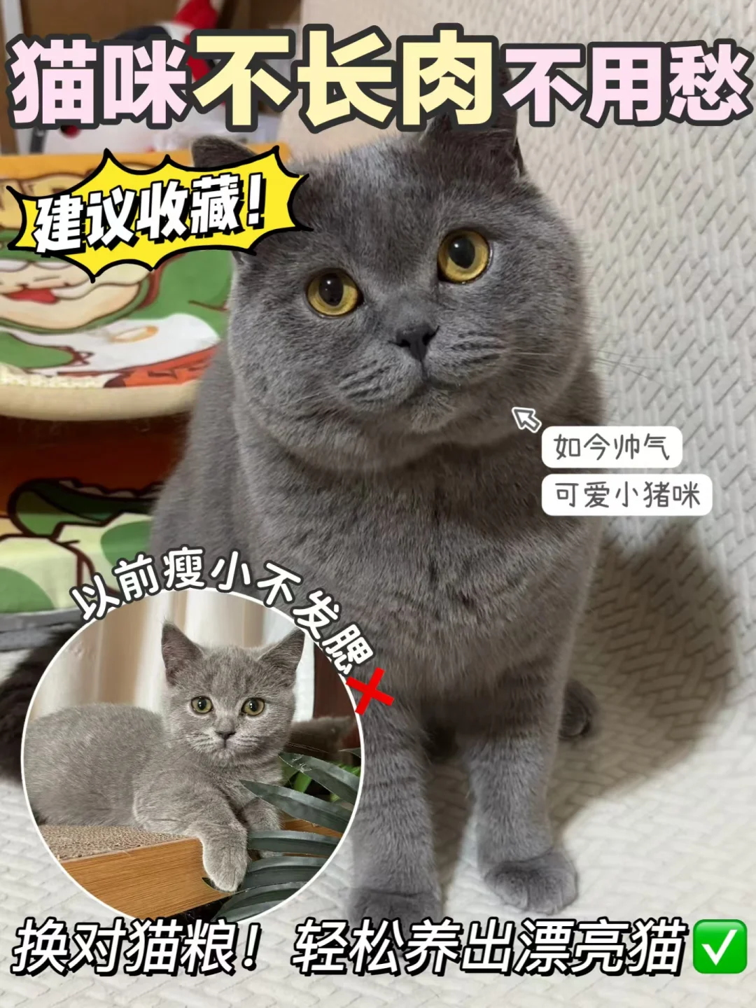 猫咪长肉发腮不用愁！来看看长肉猫粮天花板
