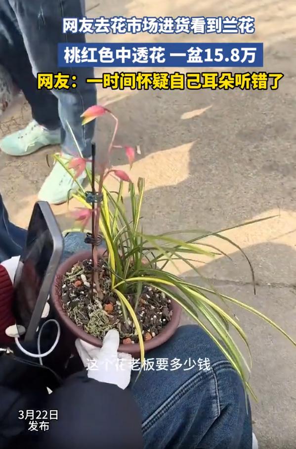 这是兰花还是韭菜？男子去花市进货，看到有人端着一盆兰花在售卖，男子看着不错，就好