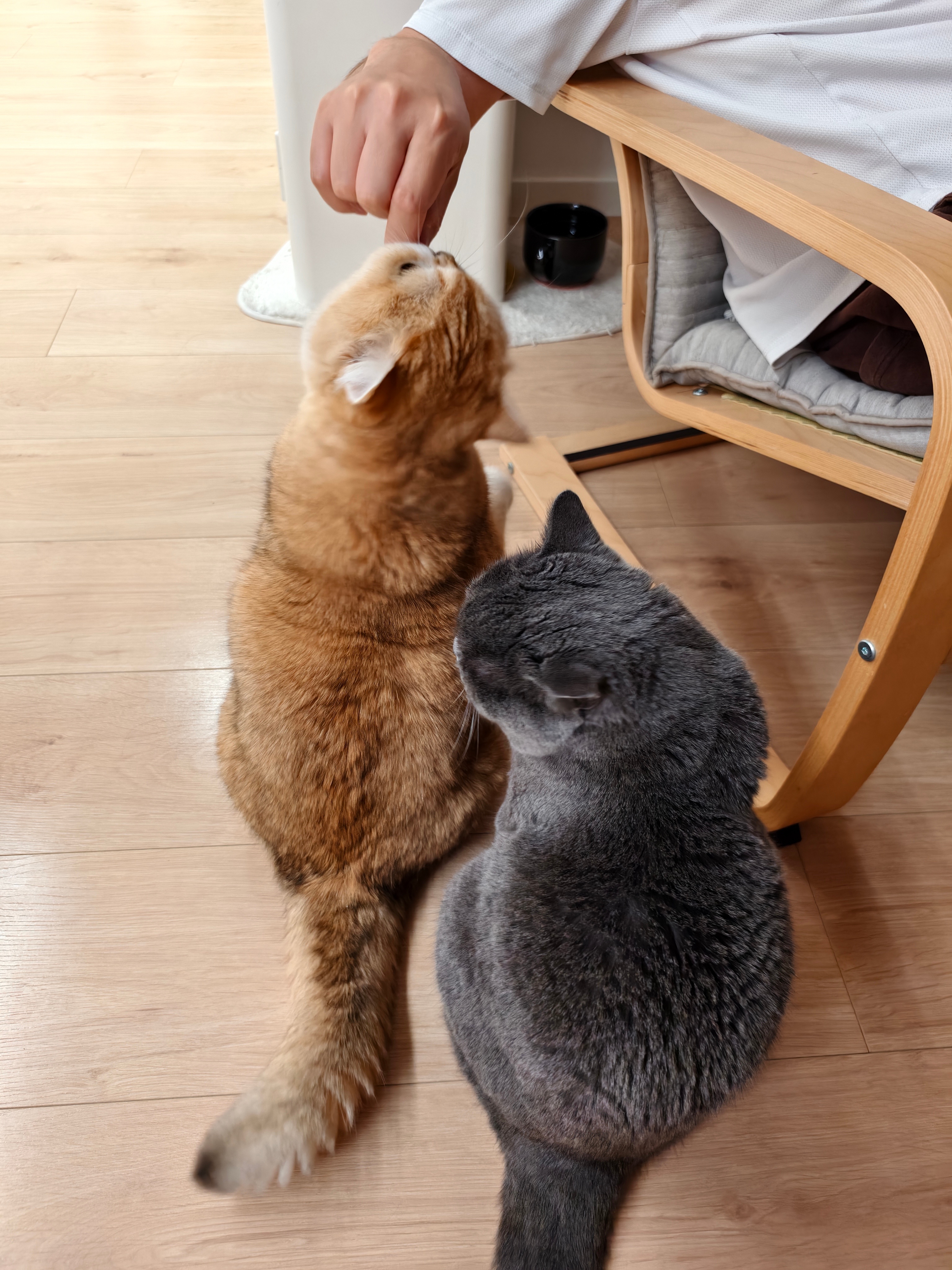 我们菇乖乖排队的时候会顺便蹭几口猫吸吸