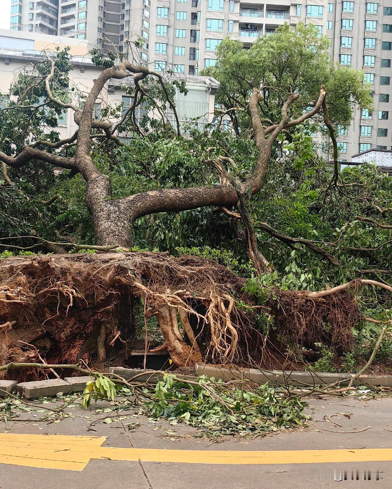 9月24日，阳江市受台风-桦加沙影响，此次台风破坏史无前例，道路两旁大树连根吹倒