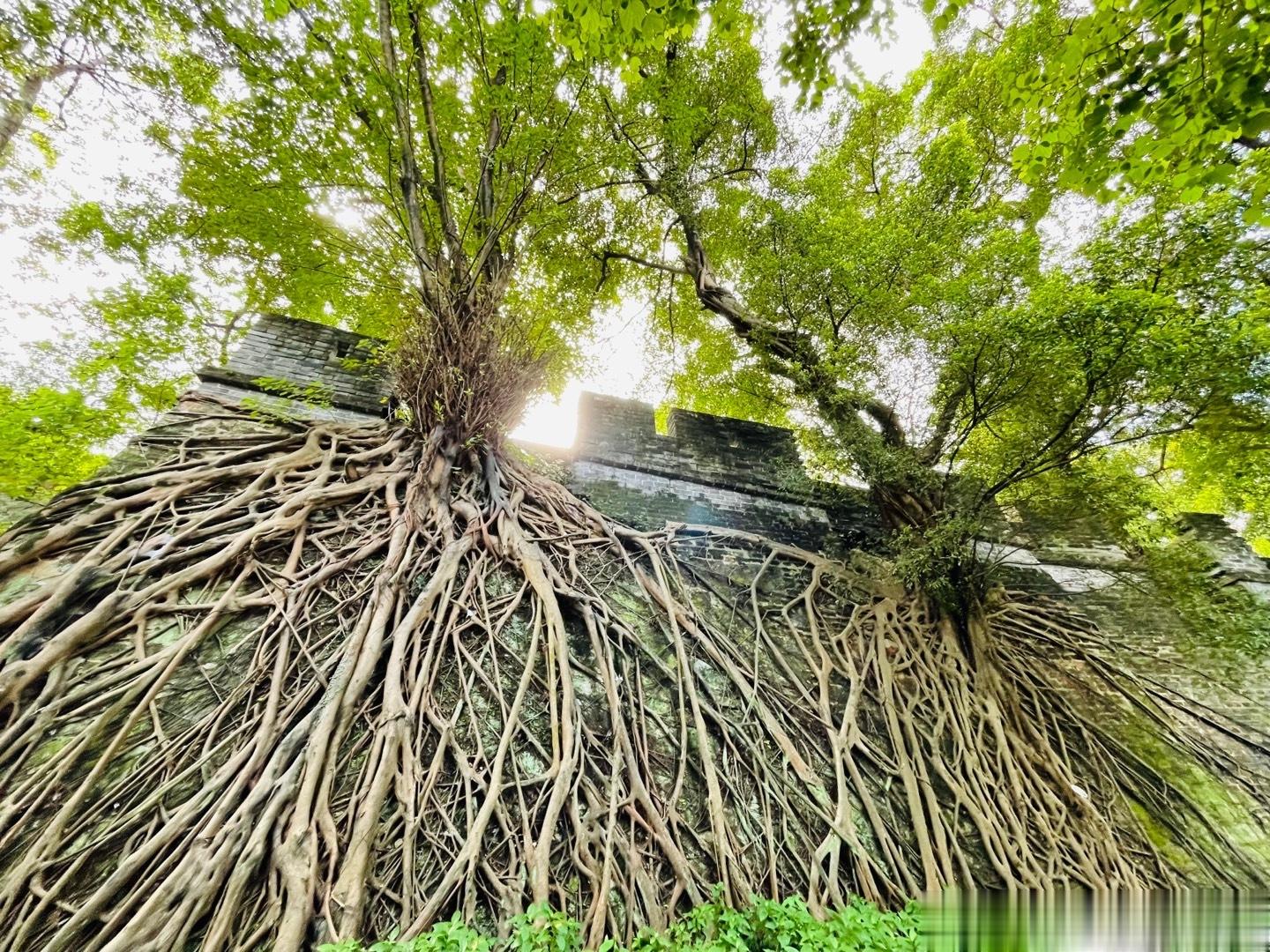 广州不仅有美食，还有美景，有历史[心]每次外出去其他城市，我必去的两个地方是公园