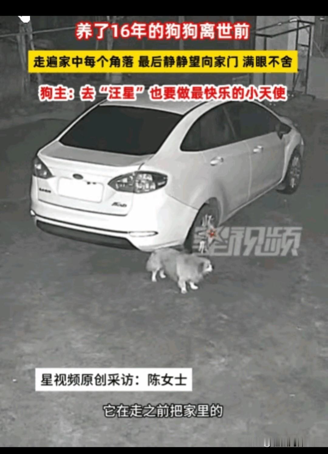 万物皆有灵！湖南湘潭一名女子下班回家，相伴十六年的爱犬早已浑身冰冷，女子悲痛不已