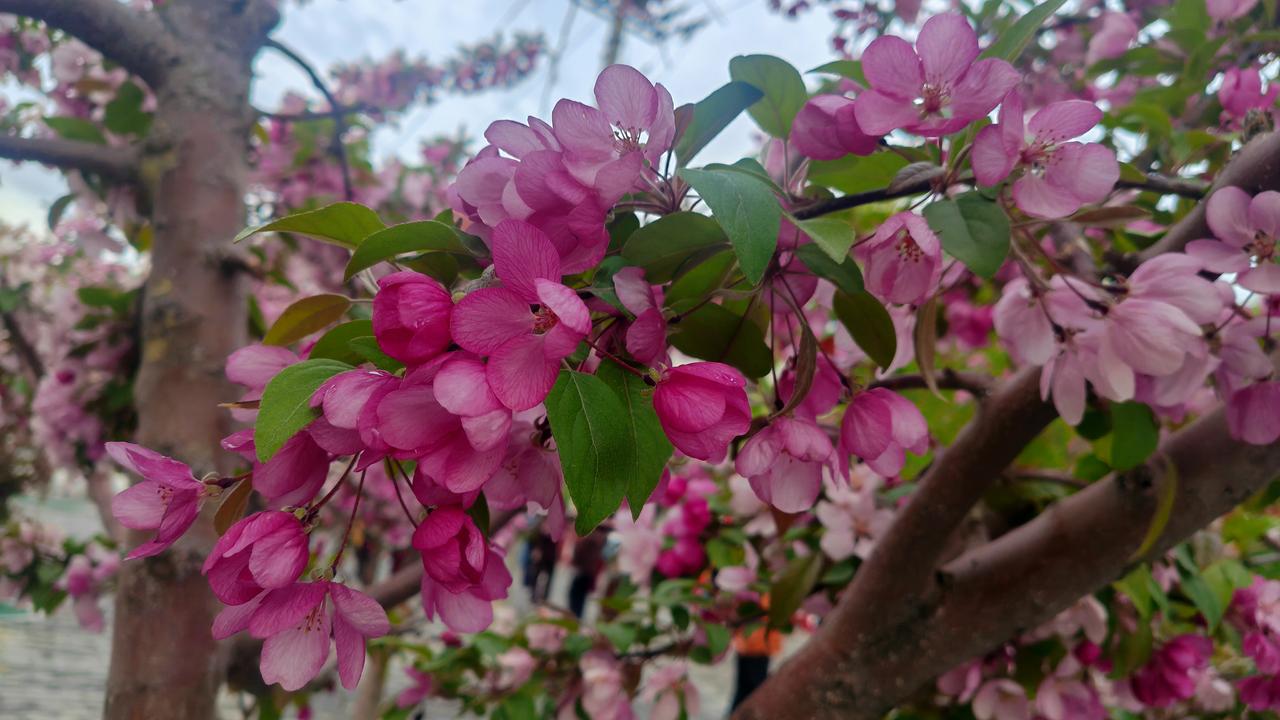 《花香醉人》 
         有名的花多，叫不出名字的花也多。在这座外人看来