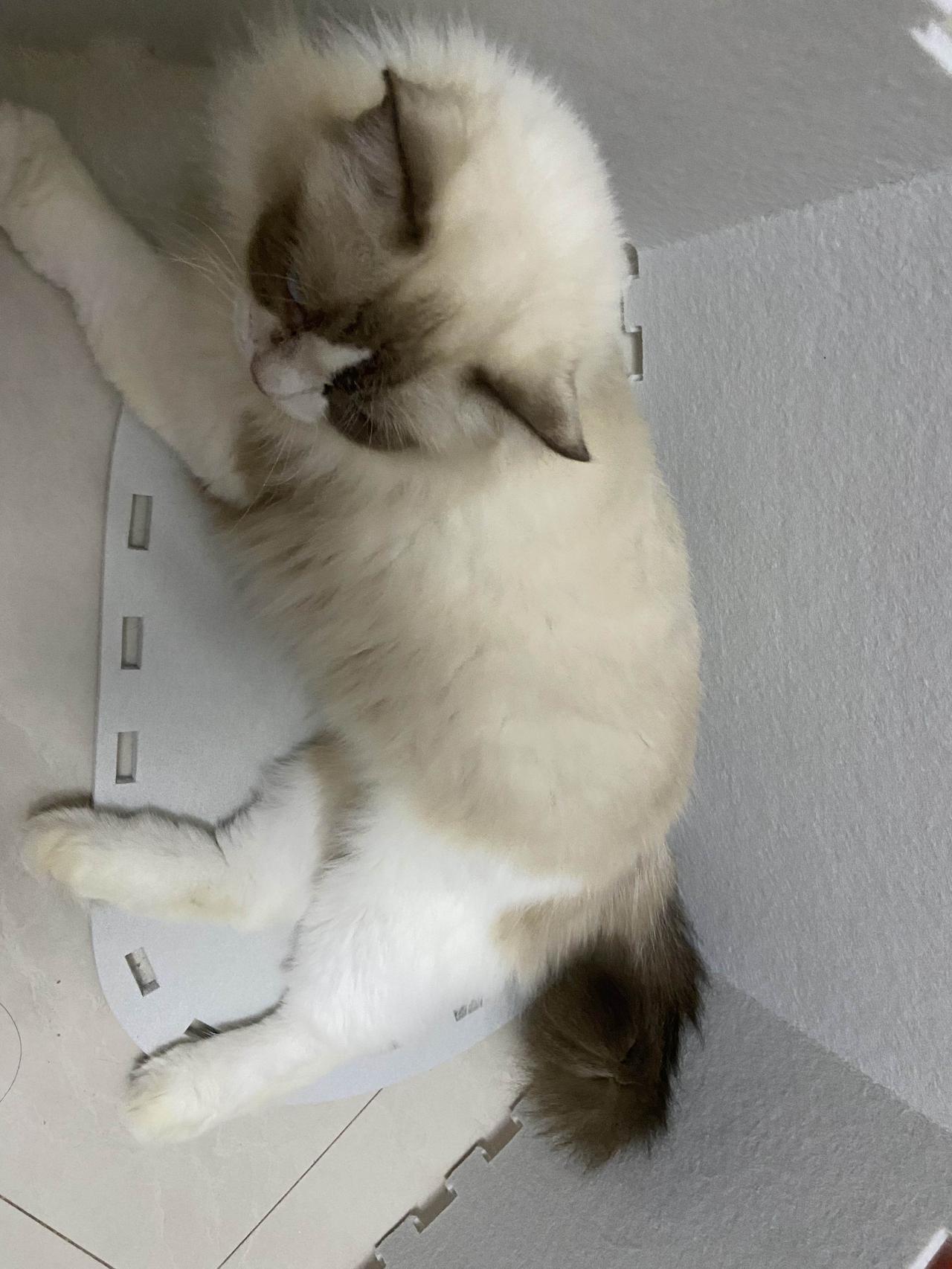 Kitty毛毡窝放在了原床底入口。洞口紧凑、圆润封闭，刚好满足它的“躲藏欲”，抓