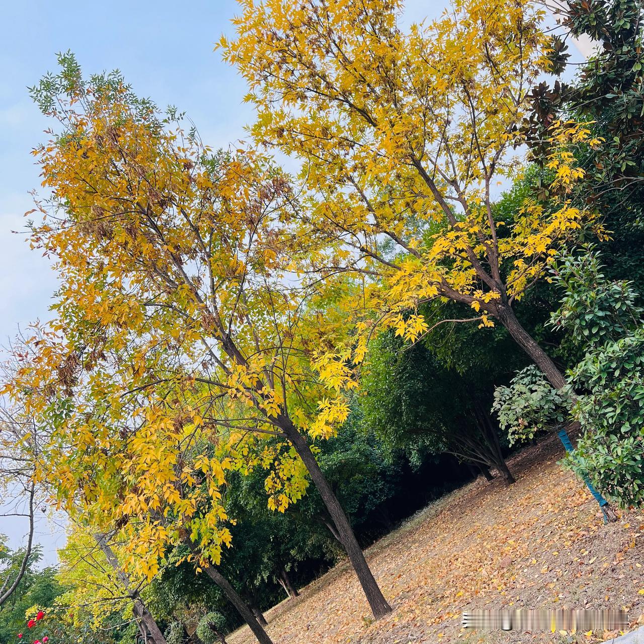 平顶山白龟湖湿地公园