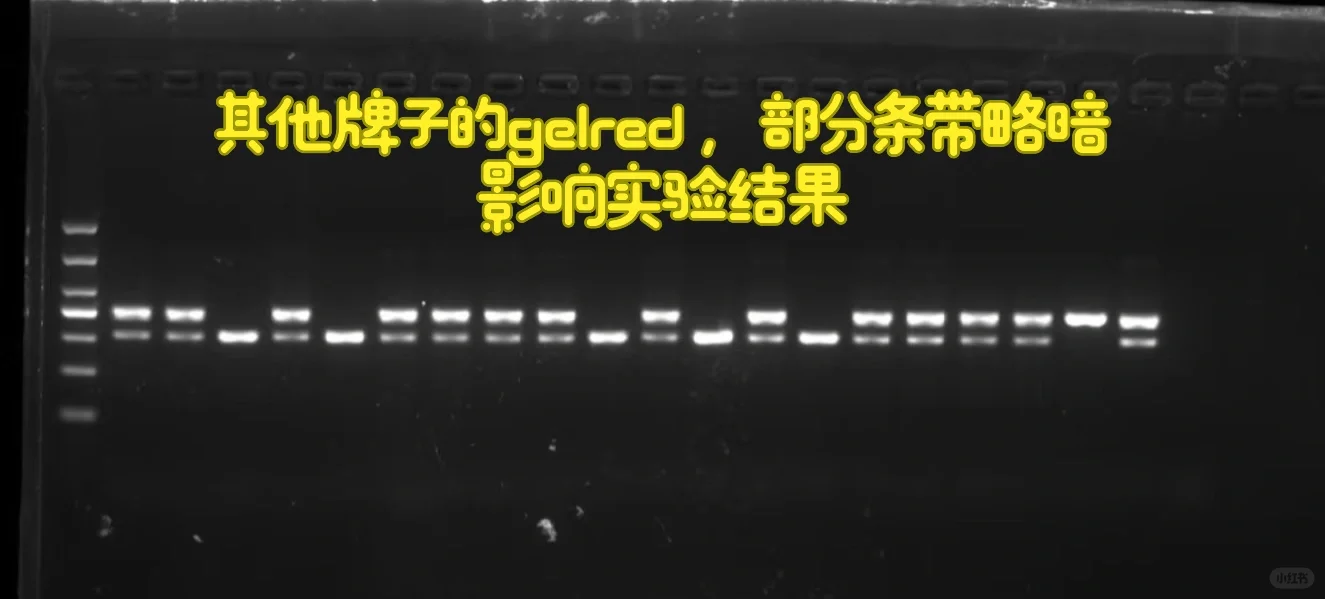 小小基因型鉴定拿下