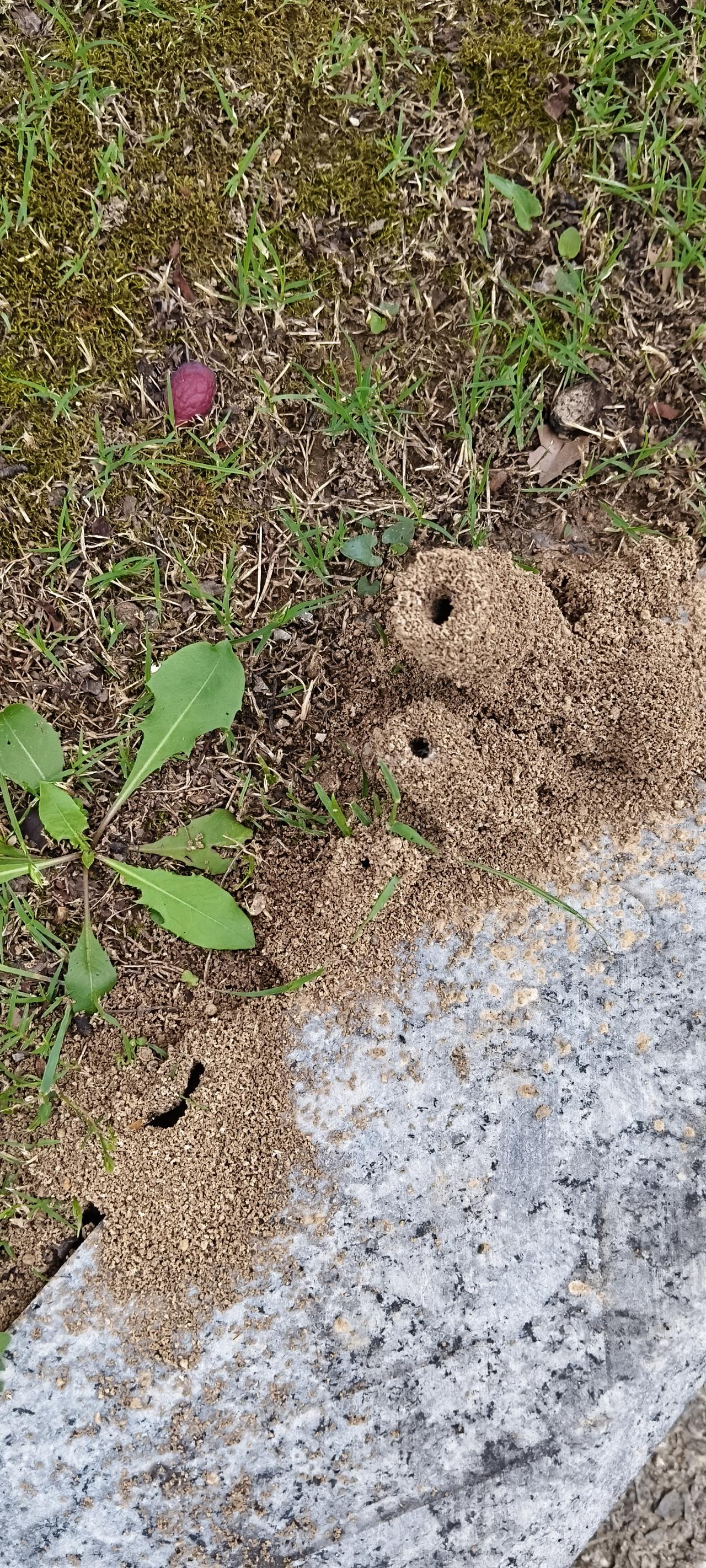 晒图笔记大赛 “大自然的鬼斧神工，蚂蚁巢穴的奇妙世界”🐜🏡🌿