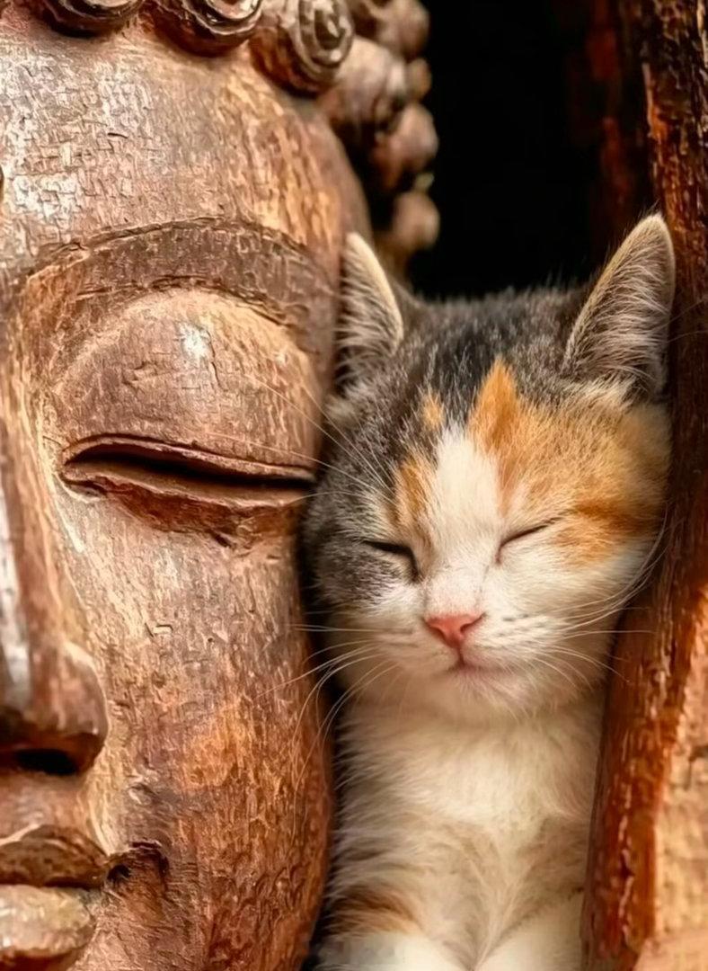 猫来富，自然脱落的猫胡须能帮忙招米。这叫虎须，主威仪、贵气，放在手机壳里随身带着
