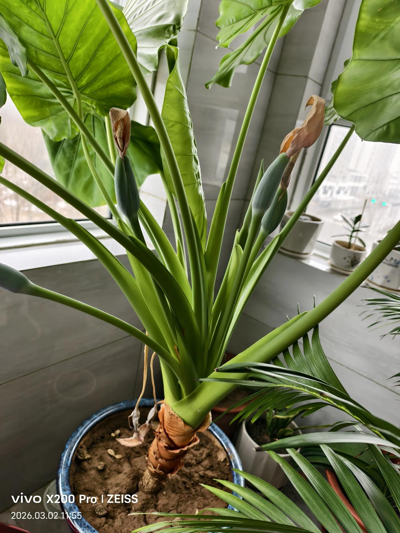 今天樱桃老师来给大家分享一下搞笑事情，一宝妈给宝宝喂辅食，宝宝吃完“浑身触电”，