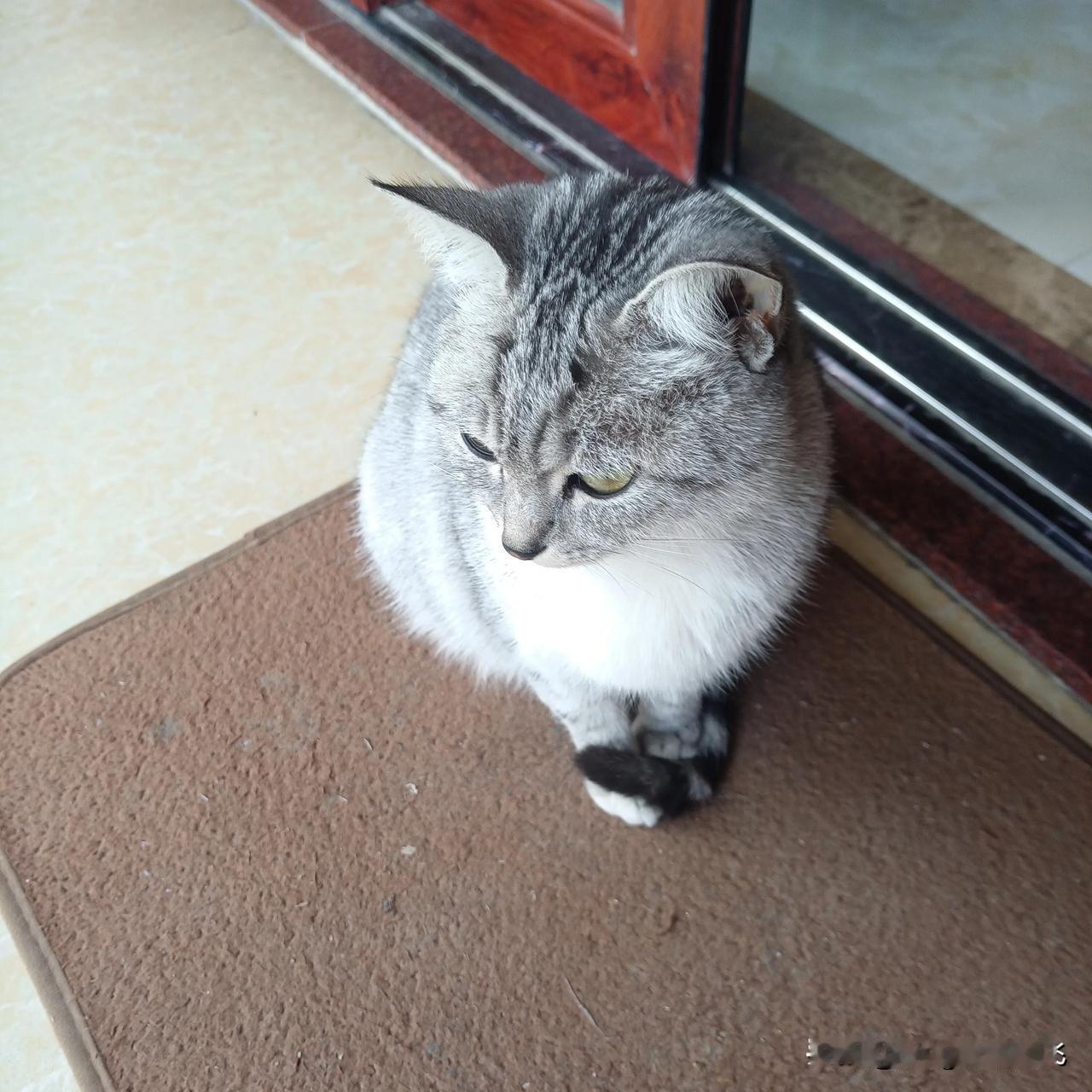 你喜欢哪种动物呢？是猫，小鸟，猪，牛，还是马呢？
冬日生活打卡季 
动物