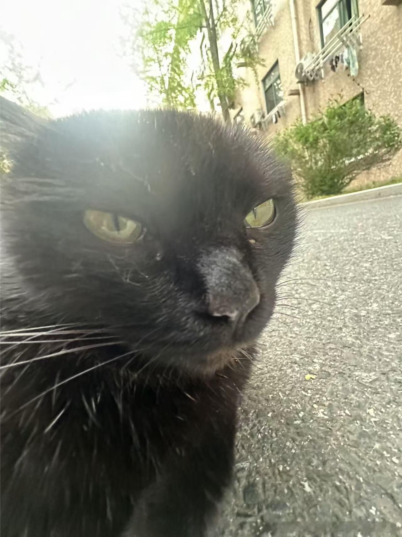 49772【丑猫】如果爱 请深爱 如果不爱 请别伤害 