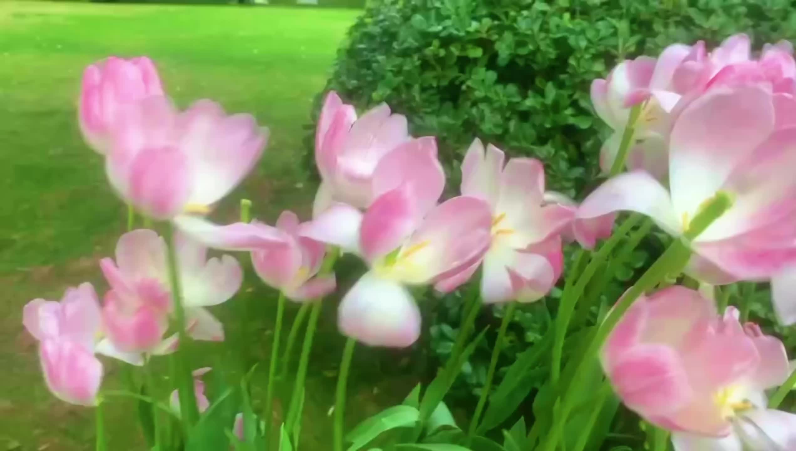 春天 白龙 千与千寻 赈早见琥珀主