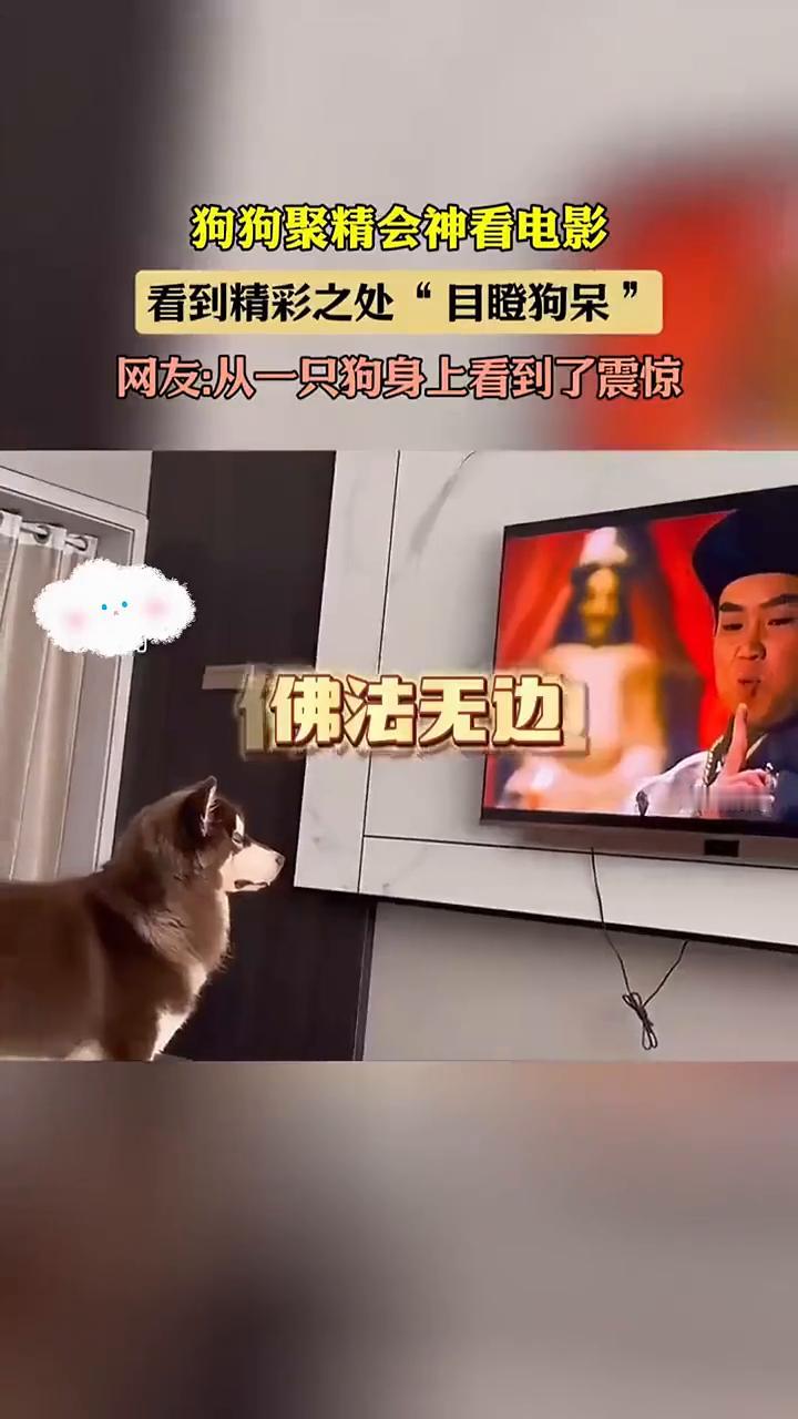 狗狗聚精会神看电影，看到精彩之处"目瞪狗呆"。
网友：从一只狗身上看到了震惊。佛