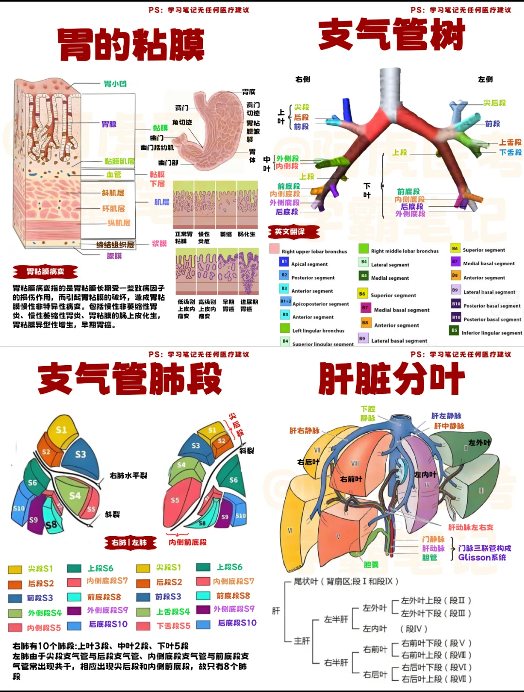 医学生笔记📒｜系统解剖学7👆