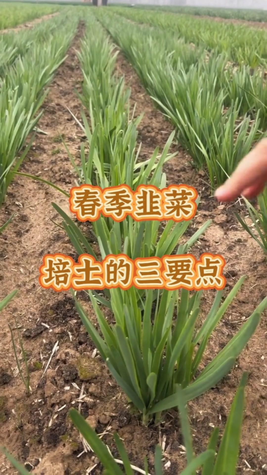 1️⃣剔土与培土结合
萌芽前用小铲子剔除根部表层土，露出根茎，剔除老根并根及杂草