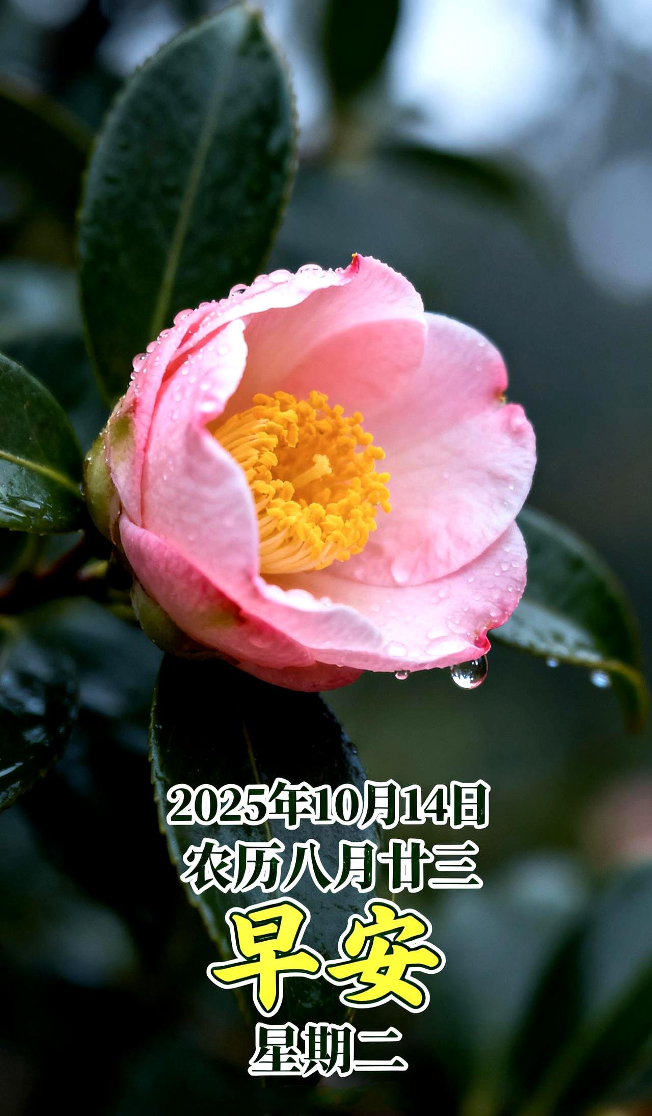 10月14日世界标准日，打工人偏过“不标准”的一天——不用追deadline，油