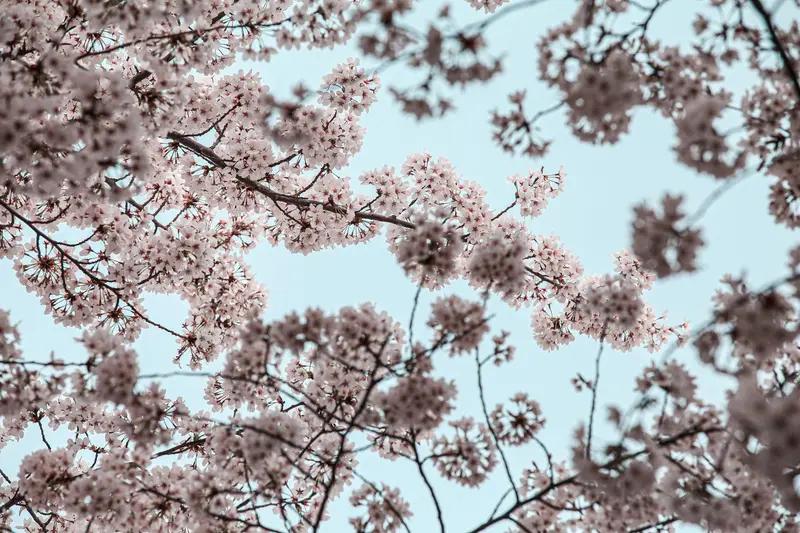 4月6日上海顾村公园出大事了！一女子爬树拍照，直接把一棵20多年树龄的樱花树压垮