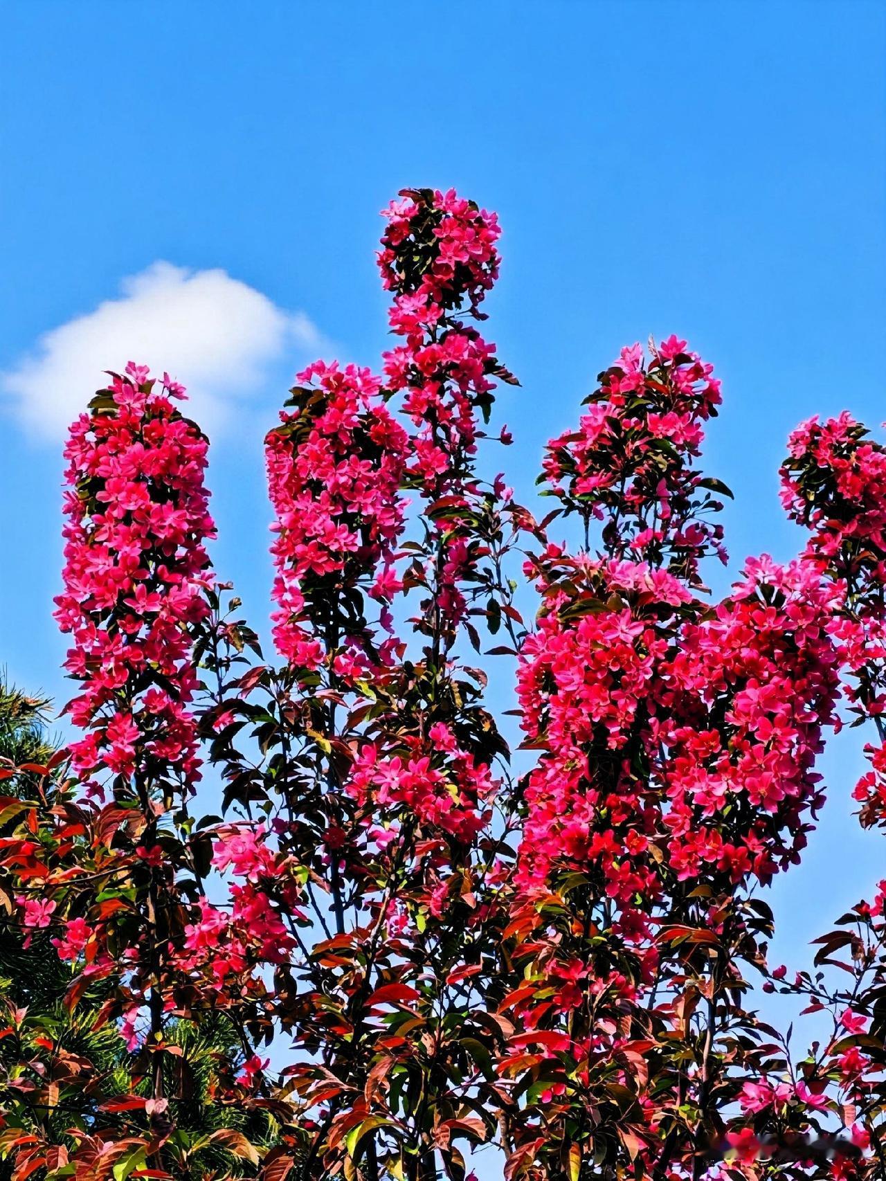 粉嫩绽放，春意盎然！🌸🌺🌸