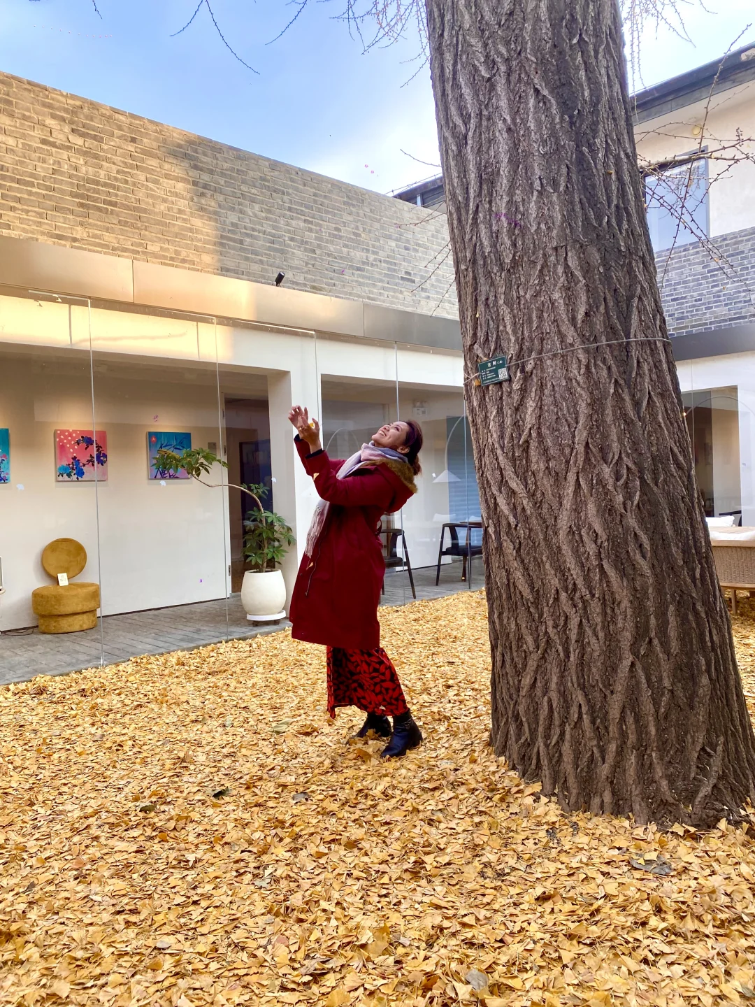 遇到了一颗百年的银杏☺️🍂🍂🍂