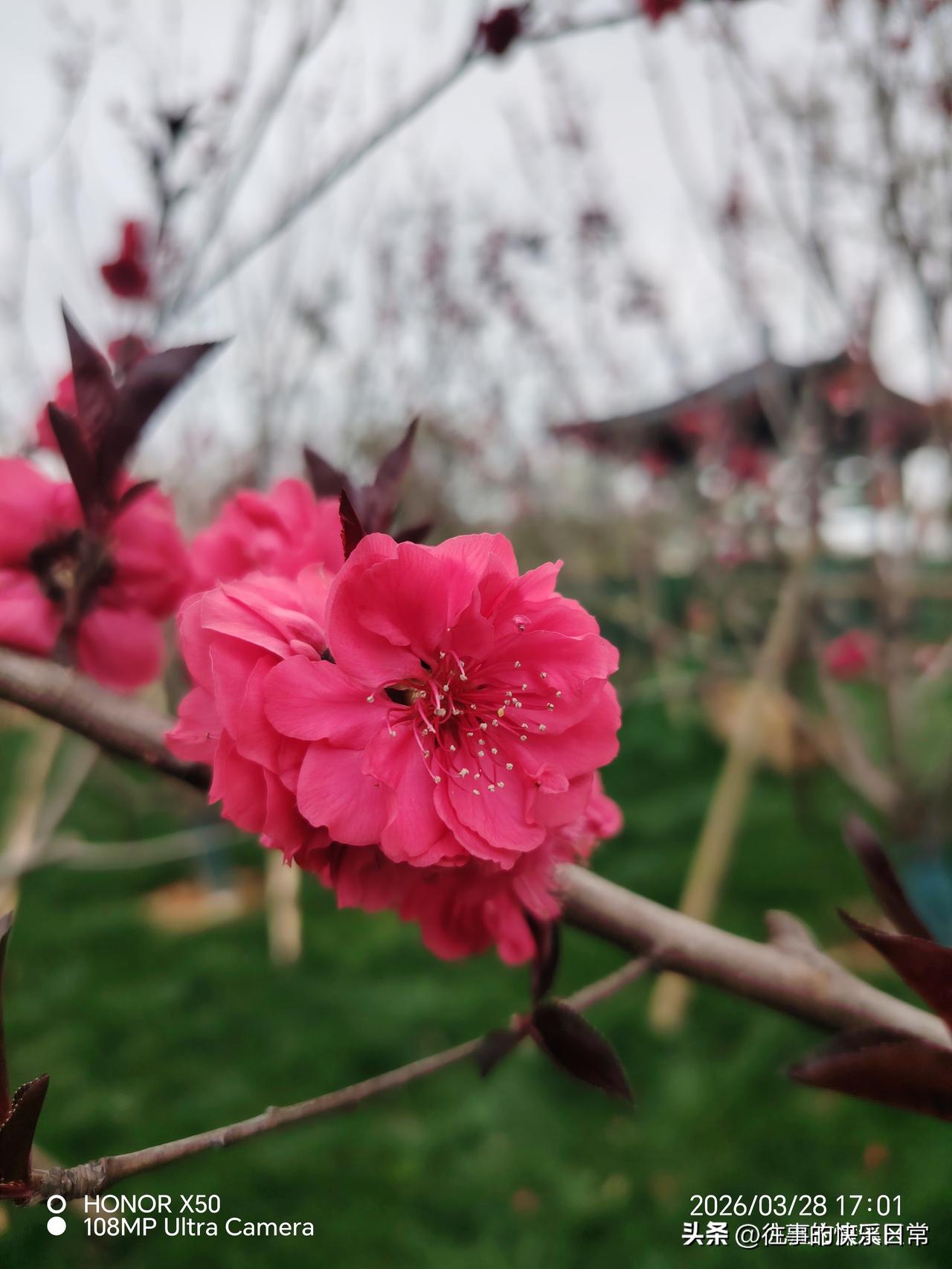 记录我的2026江西九江《长庆阁》赏花“记录我的2026”