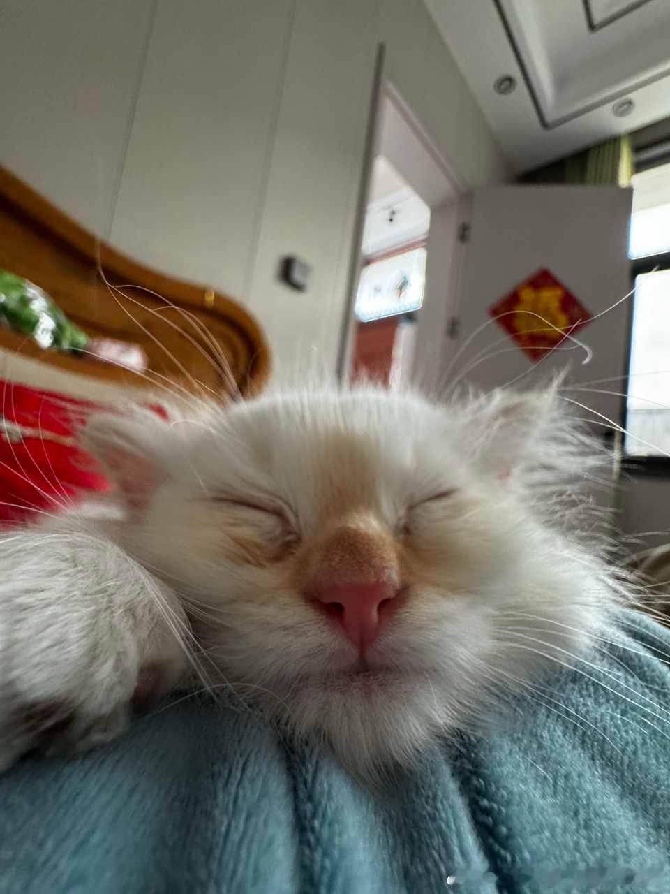 49687【丑猫】我是跳跳虎 