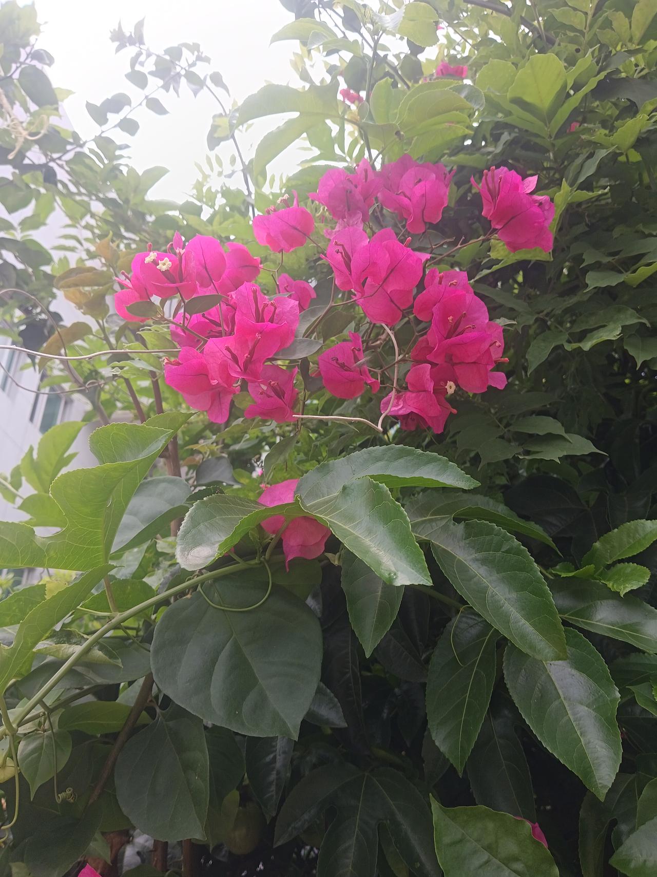 粉嫩的花朵绽放，绿叶相衬，生机盎然！🌸🌿