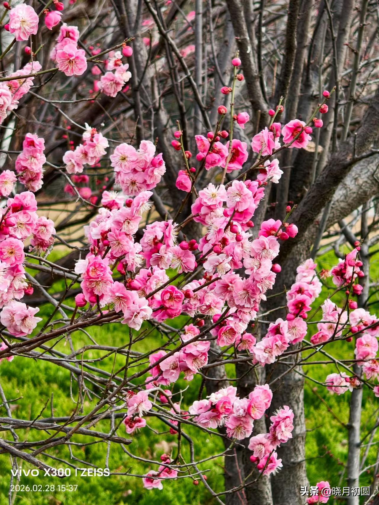 美国和伊朗打起来了以后，我这个从不关心国事的农村妇女也开始刷热点。
刷到伊朗飞行