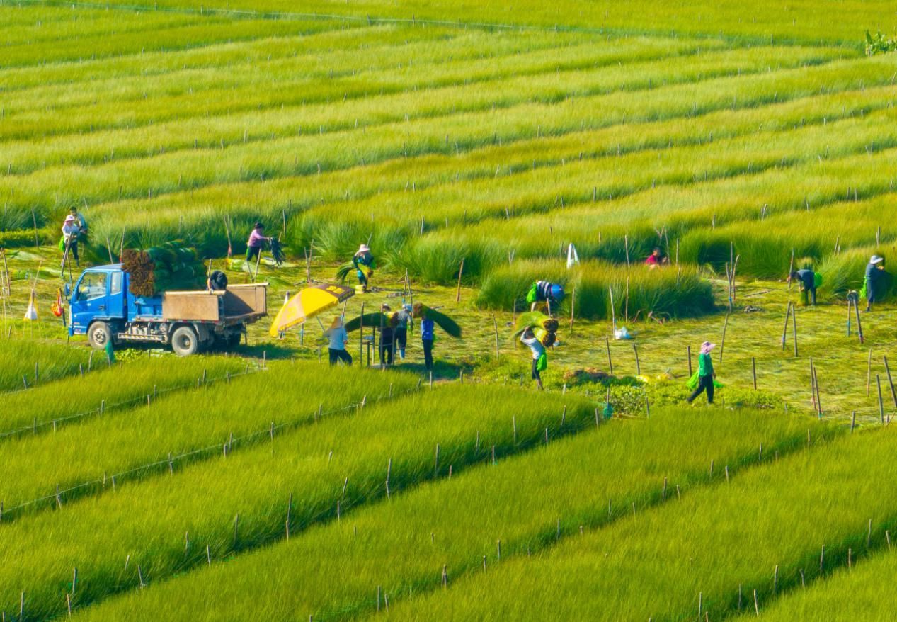 宁波古林镇6000亩蔺草开割 目前正值蔺草收割旺季，宁波古林镇茂新村的田间地头一